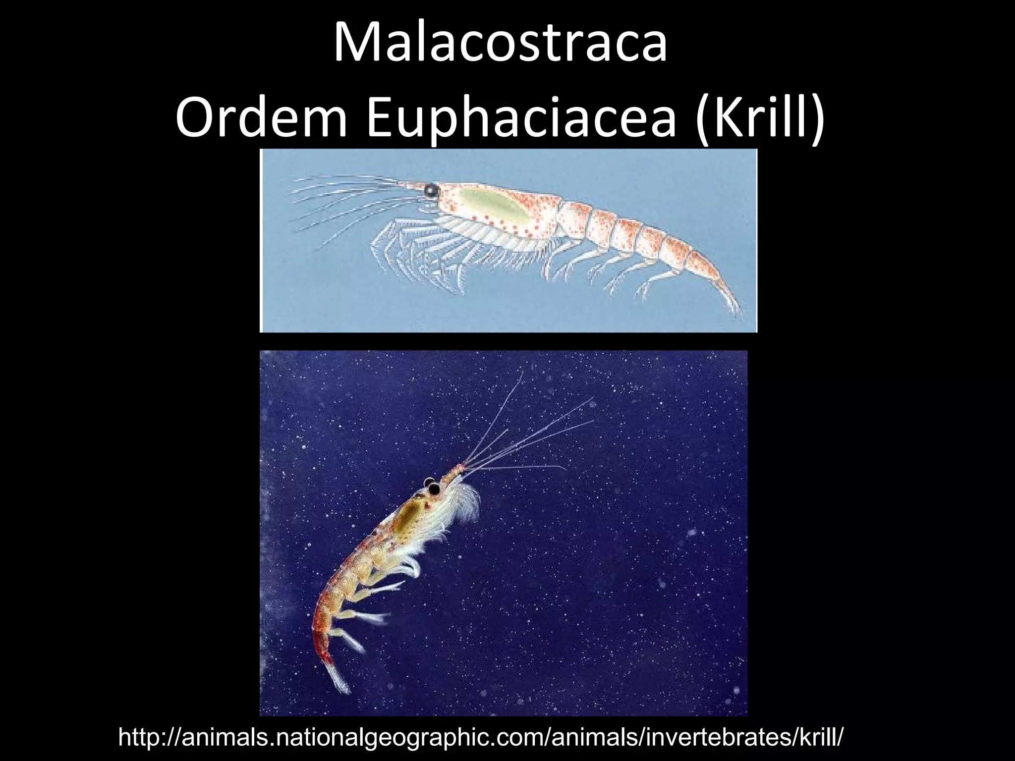 Malacostraca Ordem Euphaciacea (Krill) http://animals.nationalgeographic.com/animals/invertebrates/krill/ 