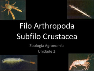 Filo Arthropoda Subfilo Crustacea Zoologia Agronomia Unidade 2 