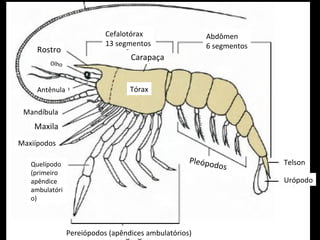 Abdômen 6 segmentos Cefalotórax 13 segmentos Carapaça Rostro Olho Antênula Telson Urópodo Mandíbula Maxila Maxiípodos Quelípodo (primeiro apêndice ambulatório) Tórax Pleópodos Pereiópodos (apêndices ambulatórios) 