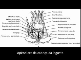Apêndices da cabeça da lagosta 