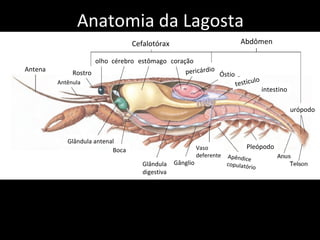 Anatomia da Lagosta Antena Antênula Rostro olho cérebro estômago coração pericárdio Óstio testículo intestino urópodo Glândula antenal Boca Glândula digestiva Gânglio Vaso deferente Apêndice copulatório Pleópodo Cefalotórax Abdômen 