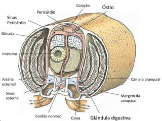Câmara branquial Margem da carapaça Coração Gônada Intestino Pericárdio Óstio Glândula digestiva Cordão nervoso Artéria  esternal Sinus esternal Sinus Pericárdio 