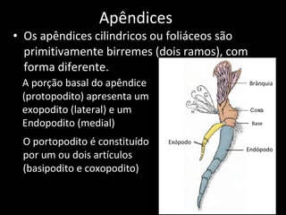 Apêndices Os apêndices cilindricos ou foliáceos são primitivamente birremes (dois ramos), com forma diferente. A porção basal do apêndice (protopodito) apresenta um exopodito (lateral) e um Endopodito (medial)  O portopodito é constituído  por um ou dois artículos (basipodito e coxopodito) Brânquia Base Exópodo Endópodo 