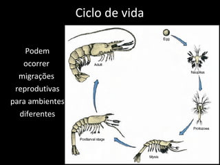 Ciclo de vida Podem ocorrer  migrações  reprodutivas para ambientes diferentes 