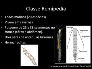 Classe Remipedia Todos marinos (20 espécies) Vivem em cavernas Possuem de 25 a 38 segmentos no tronco (tórax e abdômen). Dois pares de antênulas birremes. Hermafroditas http://www.marinespecies.org/remipedia/ 