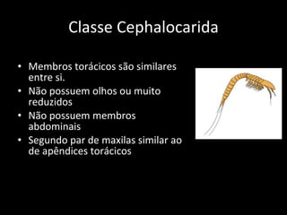 Classe Cephalocarida Membros torácicos são similares entre si. Não possuem olhos ou muito reduzidos Não possuem membros abdominais Segundo par de maxilas similar ao de apêndices torácicos 