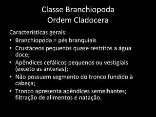 Classe Branchiopoda Ordem Cladocera Características gerais: Branchiopoda = pés branquiais Crustáceos pequenos quase restritos a água doce; Apêndices cefálicos pequenos ou vestigiais (exceto as antenas); Não possuem segmento do tronco fundido à cabeça; Tronco apresenta apêndices semelhantes; filtração de alimentos e natação. 
