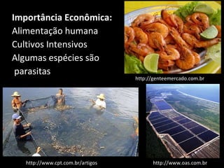 <ul><li>Importância Econômica: </li></ul><ul><li>Alimentação humana </li></ul><ul><li>Cultivos Intensivos </li></ul><ul><l...