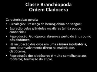 Características gerais: Circulação: Presença de hemoglobina no sangue; Excreção pelas glândulas maxilares (ainda pouco conhecida) Reprodução: Gonóporos abrem-se perto do ânus ou no pós abdômen. Há incubação dos ovos em uma  câmara incubatória,  com desenvolvimento direto na maioria dos cladóceros; Reprodução dos cladóceros é muito semelhante aos rotíferos; formação do efípio. Classe Branchiopoda Ordem Cladocera 