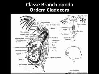 Classe Branchiopoda Ordem Cladocera 