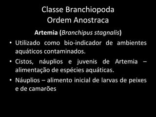 Classe Branchiopoda Ordem Anostraca Artemia ( Branchipus stagnalis ) Utilizado como bio-indicador de ambientes aquáticos contaminados. Cistos, náuplios e juvenis de Artemia – alimentação de espécies aquáticas. Náuplios – alimento inicial de larvas de peixes e de camarões 