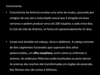 Crescimento Crescimento da Artemia envolve uma série de mudas, passando por estágios do ovo até a maturidade sexual que é atingida em duas semanas e podem produzir cerca de 200 náuplios a cada cinco dias. O ciclo de vida da Artemia, se fecha em aproximadamente 21 dias; Corpo está dividido em cabeça, tórax e abdômen. A cabeça consiste de dois segmentos fusionados que suportam dois olhos pedunculados, um  olho naupliano,  assim como as antênulas e antenas. As antênulas filiformes estão localizadas na parte dorsal. As antenas dos machos são transformadas em órgãos de preensão. Nas fêmeas elas são curtas e foliáceas. 
