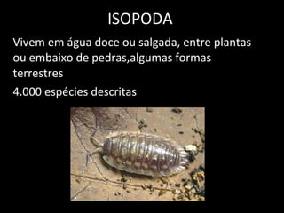 ISOPODA Vivem em água doce ou salgada, entre plantas ou embaixo de pedras,algumas formas terrestres 4.000 espécies descritas 