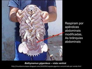 http://mundoemcolapso.blogspot.com/2010/04/isopoda-gigante-e-encontrado-por-sonda.html Bathynomus giganteus –  vista ventral Respiram por apêndices abdominais modificadas, As brânquias abdominais 