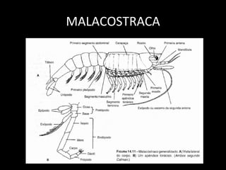MALACOSTRACA 