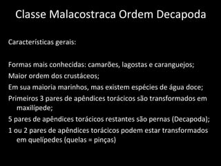 Classe Malacostraca Ordem Decapoda Características gerais: Formas mais conhecidas: camarões, lagostas e caranguejos; Maior ordem dos crustáceos; Em sua maioria marinhos, mas existem espécies de água doce; Primeiros 3 pares de apêndices torácicos são transformados em maxilípede; 5 pares de apêndices torácicos restantes são pernas (Decapoda); 1 ou 2 pares de apêndices torácicos podem estar transformados em quelípedes (quelas = pinças) 