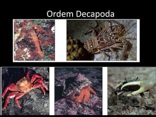Ordem Decapoda 