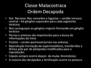 Classe Malacostraca Ordem Decapoda Sist. Nervoso: Nos camarões e lagostas – cordão nervoso ventral – há gânglios separados para cada segmento torácico; Nos caranguejos os gânglios migram formando um gânglio torácico Pernas e antenas são importantes para a busca de informações do meio Estetos – cerdas quimiosensoriais nas antenas. Reprodução Formação de espermatóforos, transferidos a fêmea pelo par de pleópodos modificados para a reprodução; Cópula sempre ocorre depois  da muda, feromônios; A maioria dos decápodos a fertilização ocorre na postura.  