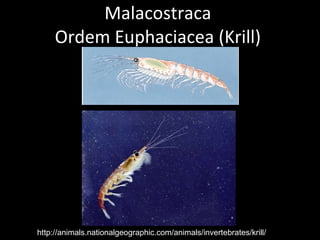 Malacostraca Ordem Euphaciacea (Krill) http://animals.nationalgeographic.com/animals/invertebrates/krill/ 