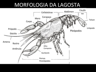 MORFOLOGIA DA LAGOSTA Cauda Cefalotórax Carapaça Mero Carpo Própodo Dáctilo Antena Antênula Quelípodo Olho Composto Pleópodos Urópodo Telson Pernas Pereiópodos Rostro Abdômen 