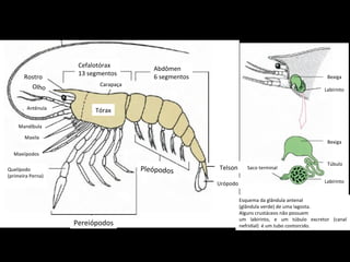 Abdômen 6 segmentos Cefalotórax 13 segmentos Carapaça Rostro Olho Antênula Telson Urópodo Mandíbula Maxila Maxiípodos Quelípodo (primeira Perna) Tórax Pleópodos Pereiópodos Bexiga Labirinto Bexiga Túbulo Saco terminal Labirinto Esquema da glândula antenal  (glândula verde) de uma lagosta.  Alguns crustáceos não possuem um labirinto, e um túbulo excretor (canal nefridial)  é um tubo contorcido. 