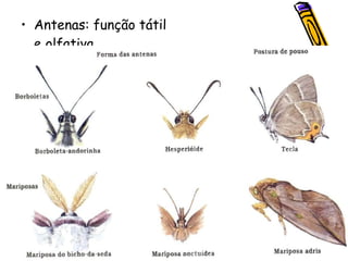Antenas: função tátil e olfativa 