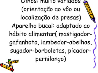 Olhos: muito variados (orientação ao vôo ou localização de presas) Aparelho bucal: adaptado ao hábito alimentar( mastigador-gafanhoto, lambedor-abelhas, sugador-borboletas, picador-pernilongo) 