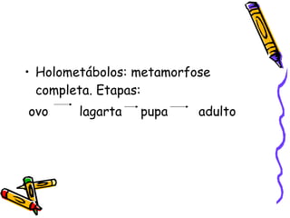 Holometábolos: metamorfose completa. Etapas:  ovo  lagarta pupa adulto 