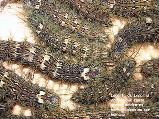 Lagarta de  Lonomia obliqua  que causa graves acidentes hemorrágicos no ser humano 