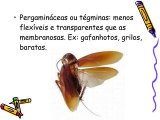 Pergamináceas ou tégminas: menos flexíveis e transparentes que as membranosas. Ex: gafanhotos, grilos, baratas. 