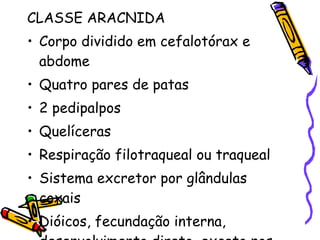 CLASSE ARACNIDA Corpo dividido em cefalotórax e abdome Quatro pares de patas 2 pedipalpos Quelíceras Respiração filotraqueal ou traqueal Sistema excretor por glândulas coxais Dióicos, fecundação interna, desenvolvimento direto, exceto nos ácaros 