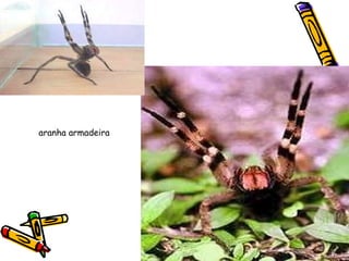 aranha armadeira 