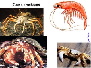 Classe crustacea 