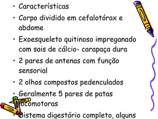 Características Corpo dividido em cefalotórax e abdome Exoesqueleto quitinoso impreganado com sais de cálcio- carapaça dura 2 pares de antenas com função sensorial 2 olhos compostos pedenculados Geralmente 5 pares de patas locomotoras Sistema digestório completo, alguns filtradores, outros carnívoros 