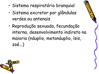 Sistema respiratório branquial Sistema excretor por glândulas verdes ou antenais Reprodução sexuada, fecundação interna, desenvolvimento indireto na maioria (náuplio, metanáuplio, ísis, zoé...) 