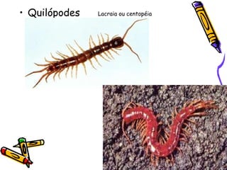 Quilópodes Lacraia ou centopéia 