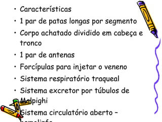 Características 1 par de patas longas por segmento Corpo achatado dividido em cabeça e tronco 1 par de antenas Forcípulas para injetar o veneno Sistema respiratório traqueal Sistema excretor por túbulos de Malpighi Sistema circulatório aberto –hemolinfa 