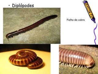 Diplópodes Piolho-de-cobra 
