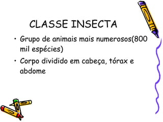 CLASSE INSECTA Grupo de animais mais numerosos(800 mil espécies) Corpo dividido em cabeça, tórax e abdome 