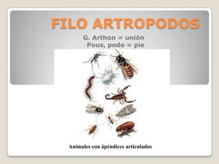 FILO ARTROPODOS
G. Arthon = unión
Pous, podo = pie
Animales con ápéndices articulados
 