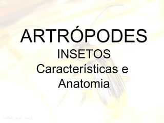ARTRÓPODES
INSETOS
Características e
Anatomia
 