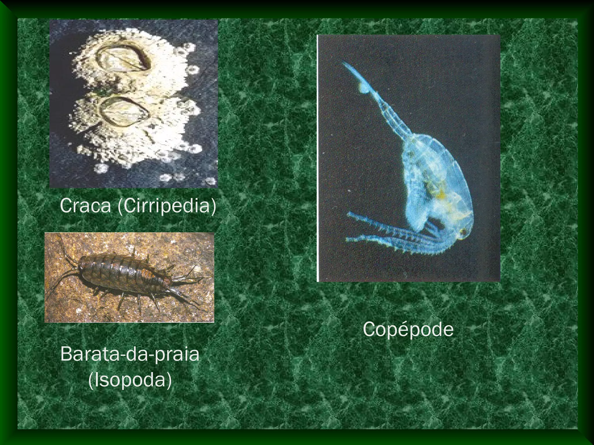 Craca (Cirripedia)
Barata-da-praia
(Isopoda)
Copépode
 