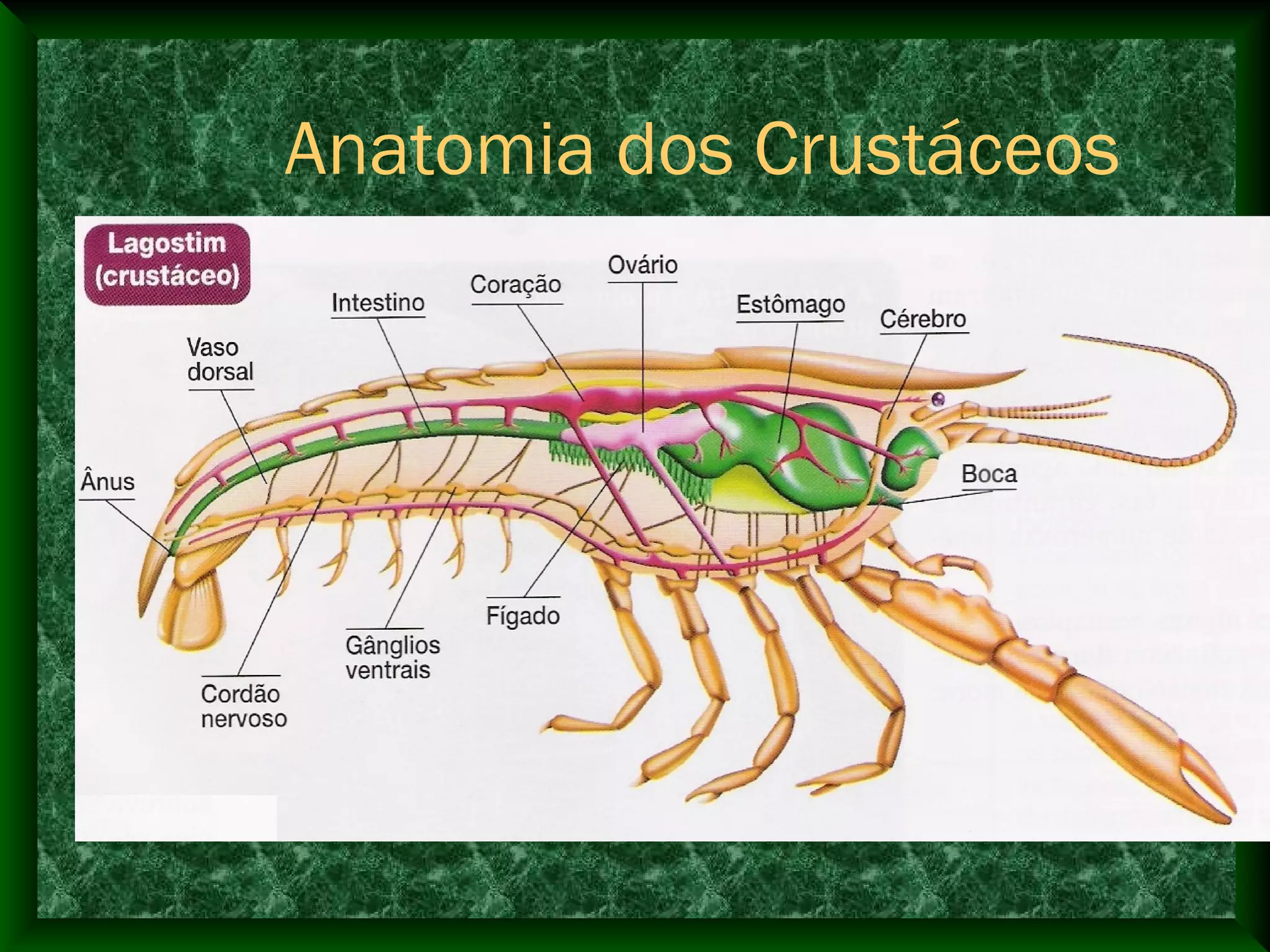 Anatomia dos Crustáceos
 