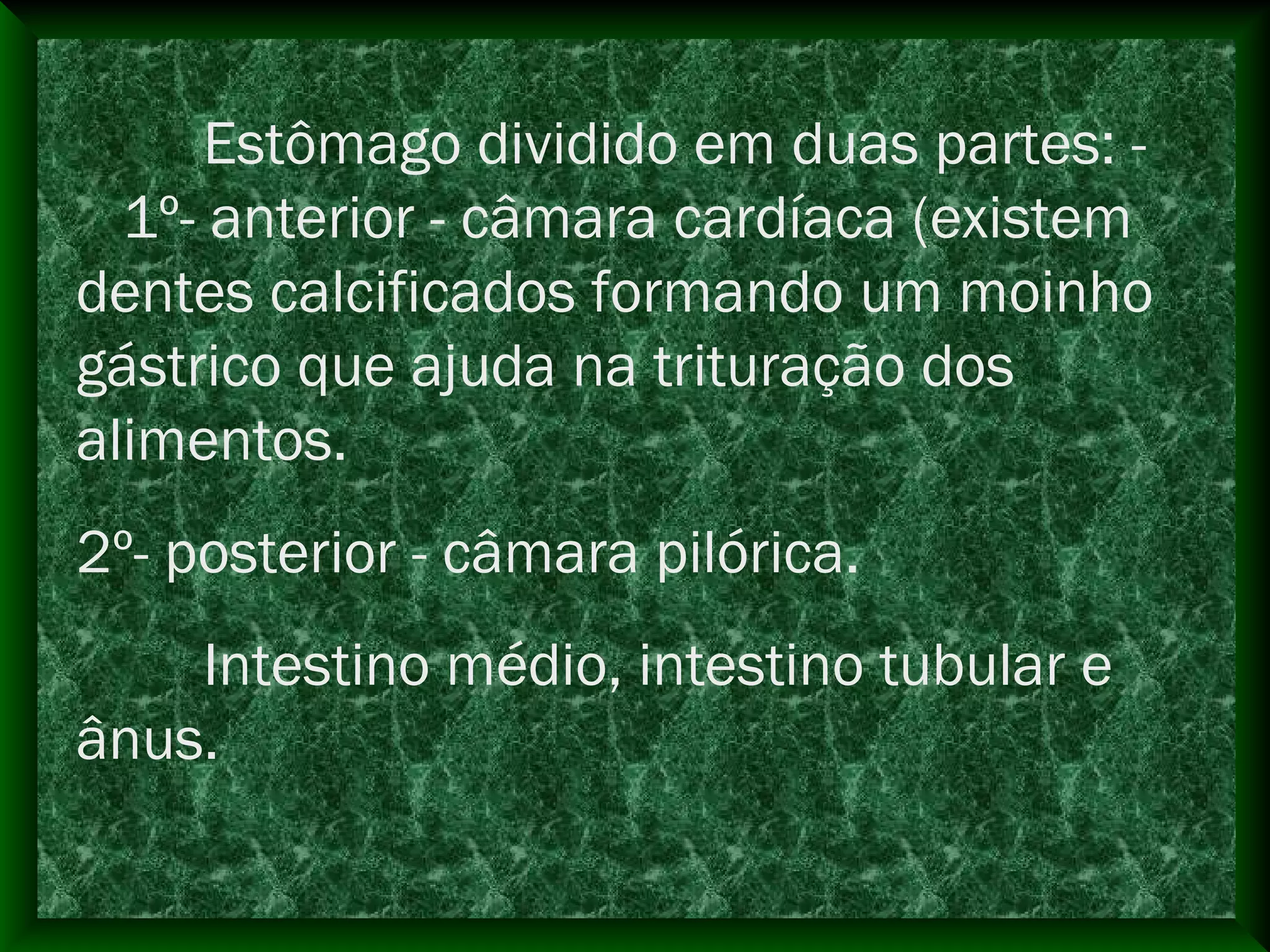 Estômago dividido em duas partes: -
1º- anterior - câmara cardíaca (existem
dentes calcificados formando um moinho
gástrico que ajuda na trituração dos
alimentos.
2º- posterior - câmara pilórica.
Intestino médio, intestino tubular e
ânus.
 
