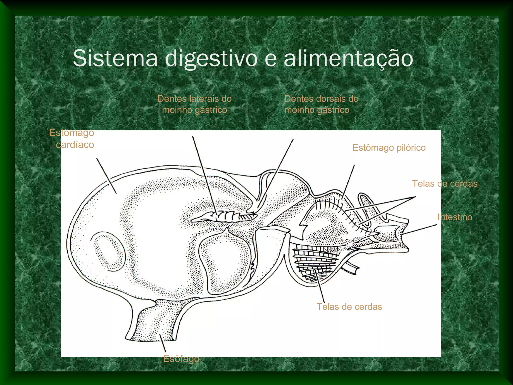 Esôfago
Estômago
cardíaco
Dentes laterais do
moinho gástrico
Dentes dorsais do
moinho gástrico
Estômago pilórico
Telas de cerdas
Intestino
Telas de cerdas
Sistema digestivo e alimentação
 