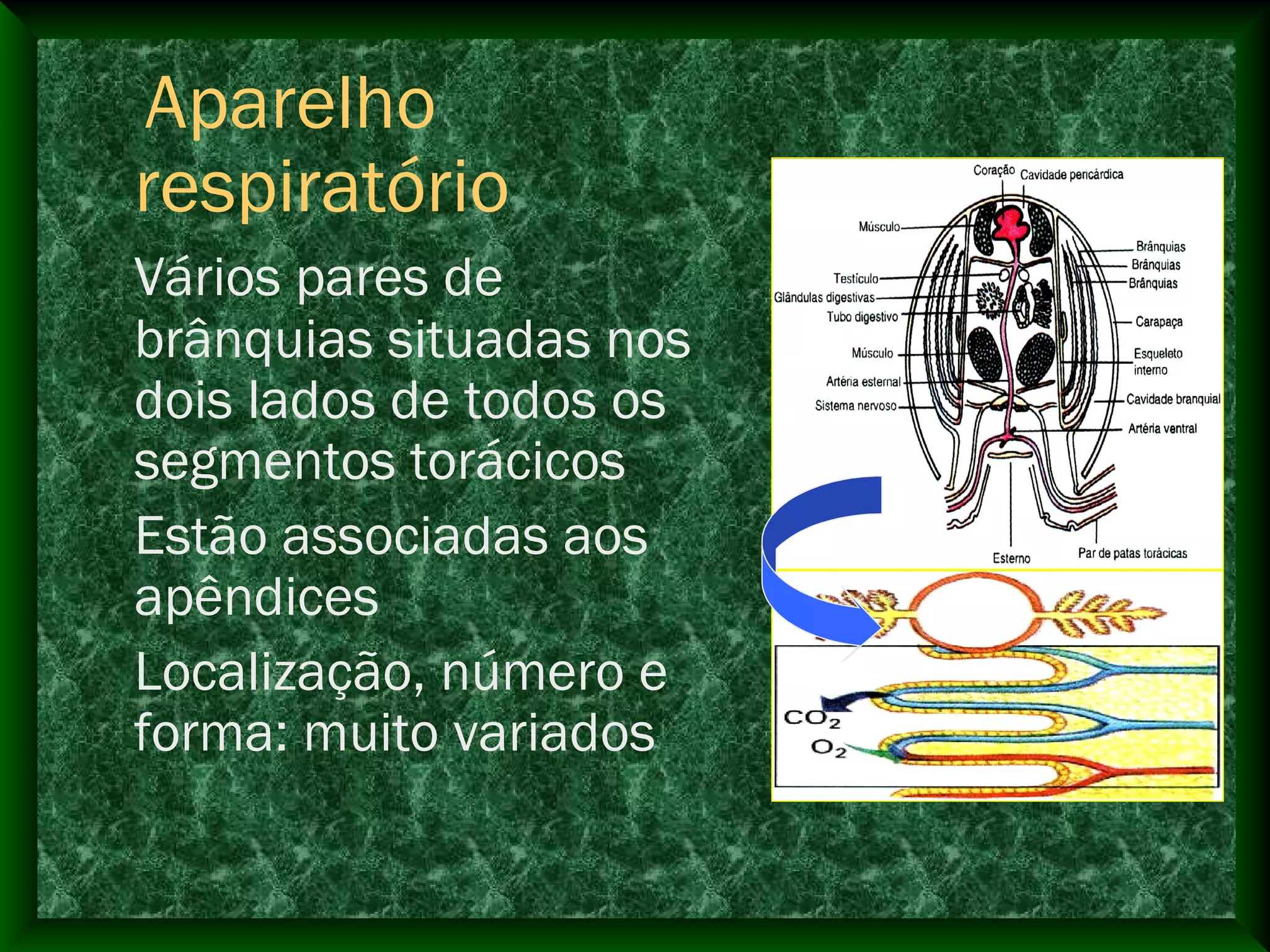 Aparelho
respiratório
Vários pares de
brânquias situadas nos
dois lados de todos os
segmentos torácicos
Estão associadas aos
apêndices
Localização, número e
forma: muito variados
 
