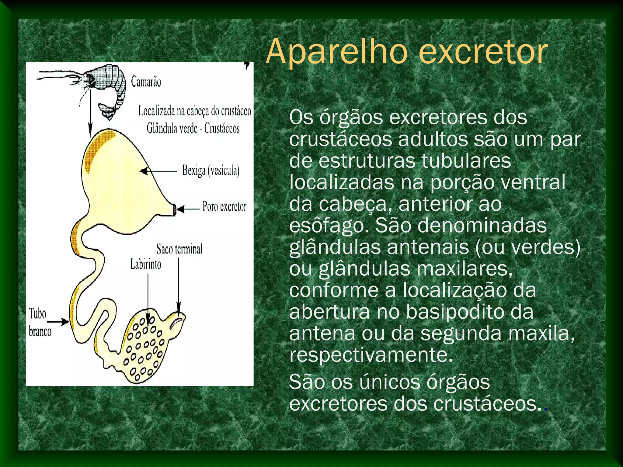 Aparelho excretor
Os órgãos excretores dos
crustáceos adultos são um par
de estruturas tubulares
localizadas na porção ventral
da cabeça, anterior ao
esôfago. São denominadas
glândulas antenais (ou verdes)
ou glândulas maxilares,
conforme a localização da
abertura no basipodito da
antena ou da segunda maxila,
respectivamente.
São os únicos órgãos
excretores dos crustáceos..
 