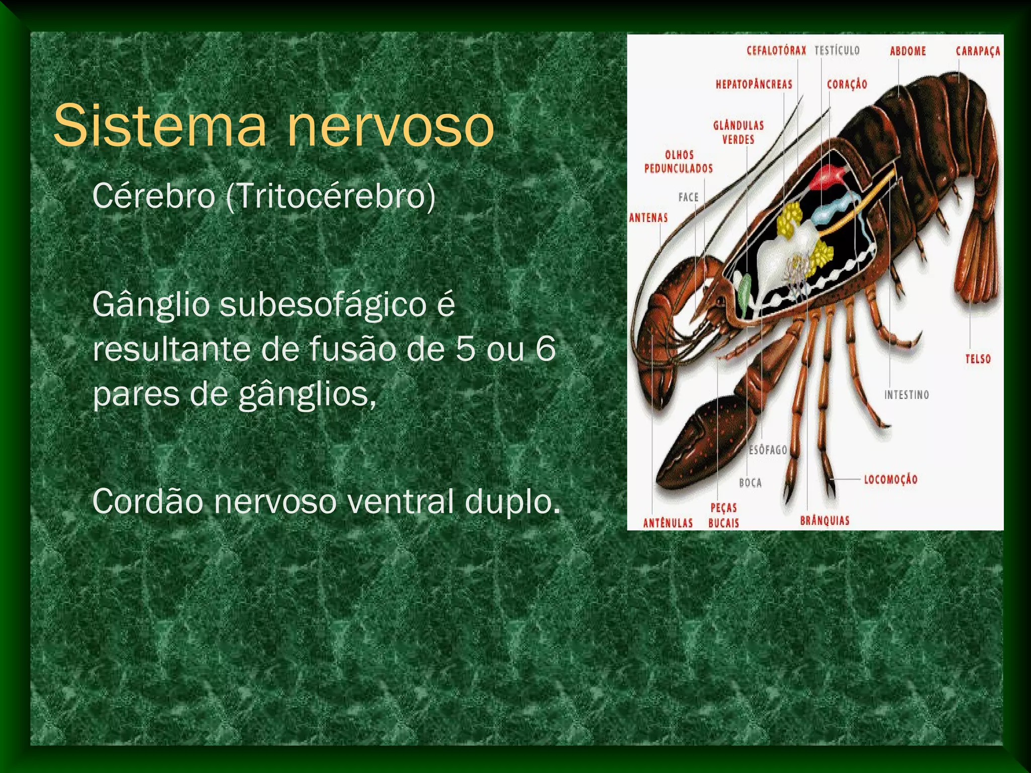 Sistema nervoso
Cérebro (Tritocérebro)
Gânglio subesofágico é
resultante de fusão de 5 ou 6
pares de gânglios,
Cordão nervoso ventral duplo.
 