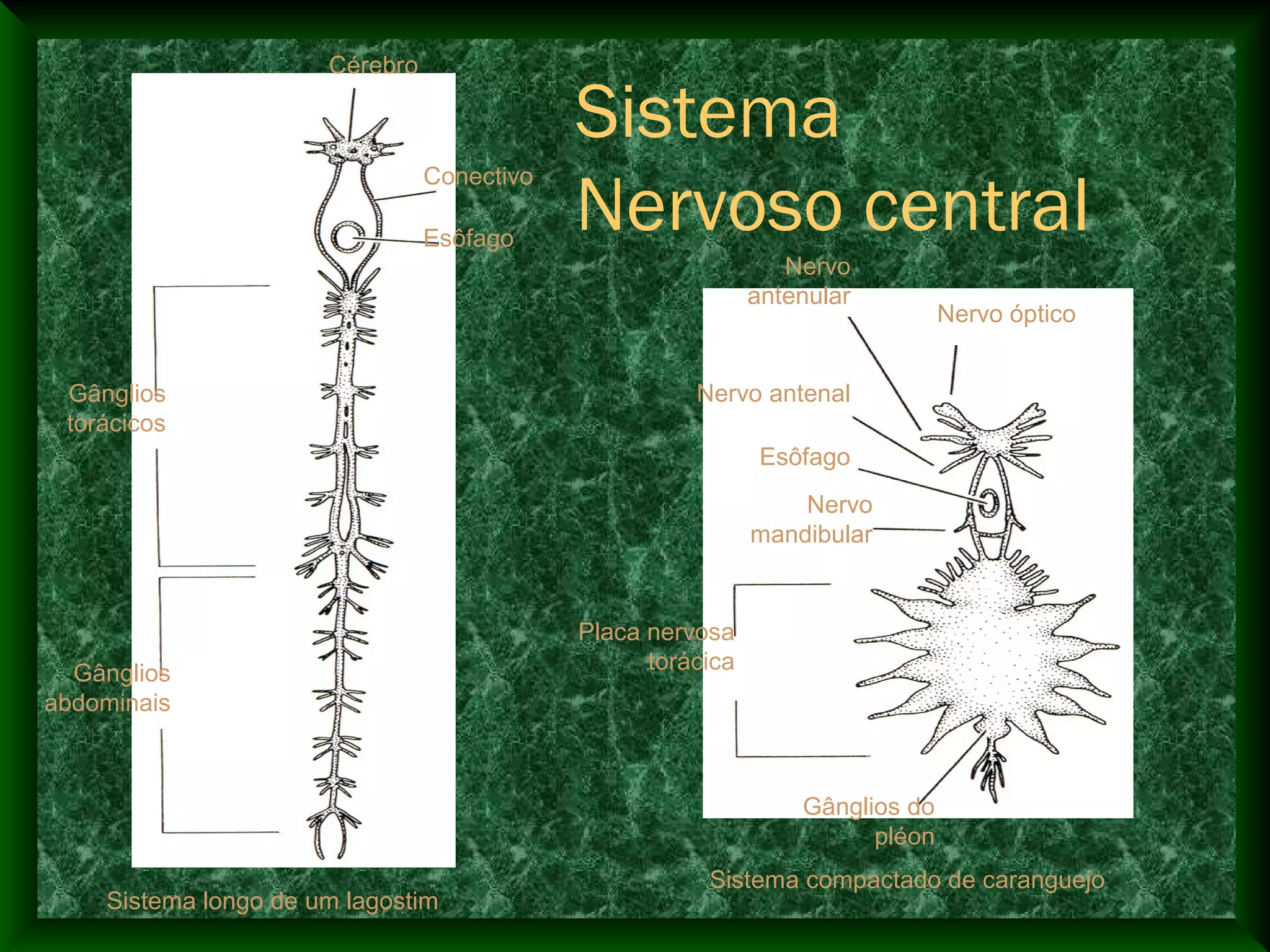 Cérebro
Conectivo
Esôfago
Gânglios
torácicos
Gânglios
abdominais
Sistema
Nervoso central
Nervo óptico
Nervo
antenular
Nervo antenal
Esôfago
Nervo
mandibular
Placa nervosa
torácica
Gânglios do
pléon
Sistema longo de um lagostim
Sistema compactado de caranguejo
 