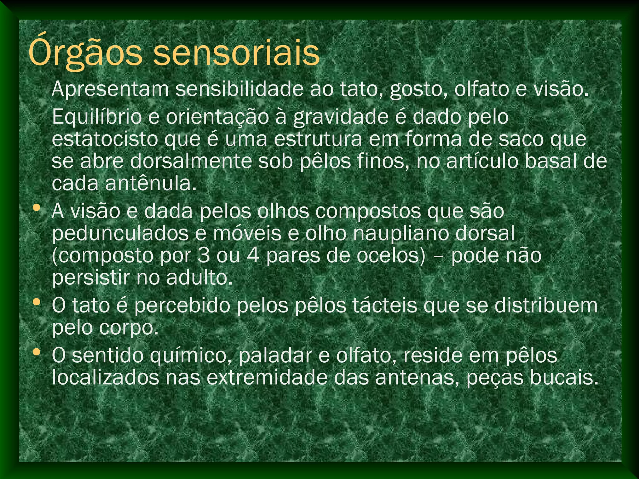 Órgãos sensoriais
Apresentam sensibilidade ao tato, gosto, olfato e visão.
Equilíbrio e orientação à gravidade é dado pelo
estatocisto que é uma estrutura em forma de saco que
se abre dorsalmente sob pêlos finos, no artículo basal de
cada antênula.
• A visão e dada pelos olhos compostos que são
pedunculados e móveis e olho naupliano dorsal
(composto por 3 ou 4 pares de ocelos) – pode não
persistir no adulto.
• O tato é percebido pelos pêlos tácteis que se distribuem
pelo corpo.
• O sentido químico, paladar e olfato, reside em pêlos
localizados nas extremidade das antenas, peças bucais.
 
